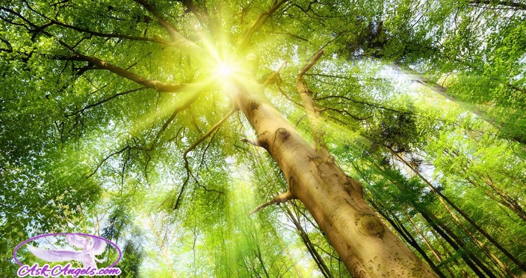 Anchoring Ascension Light Through The Trees