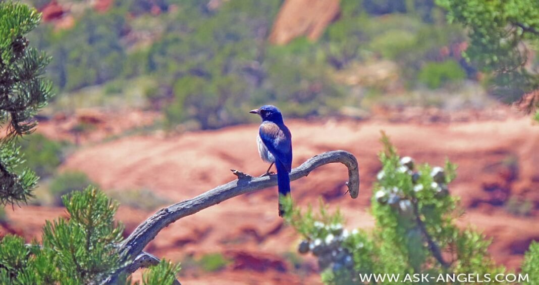The Spiritual Meaning of Bluebird