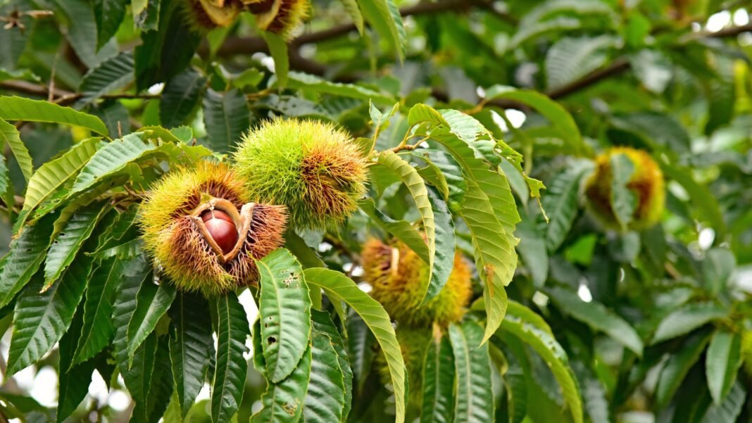 Branching chestnut tree limbs hold long, serrated green leaves and spiky burrs hanging from its branches, each burr enclosing glossy brown nuts.