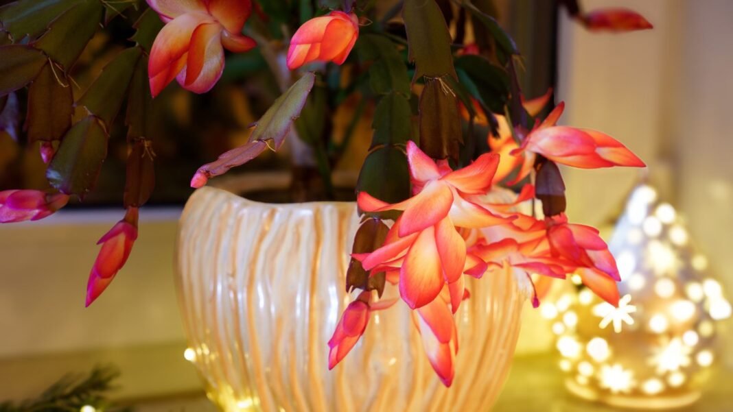 christmas-cactus-potting-mix.jpg Christmas cactus potting mix placed in a white pot near a window with Christmas lights surrounding the plant making it look lovely with delicate blooms