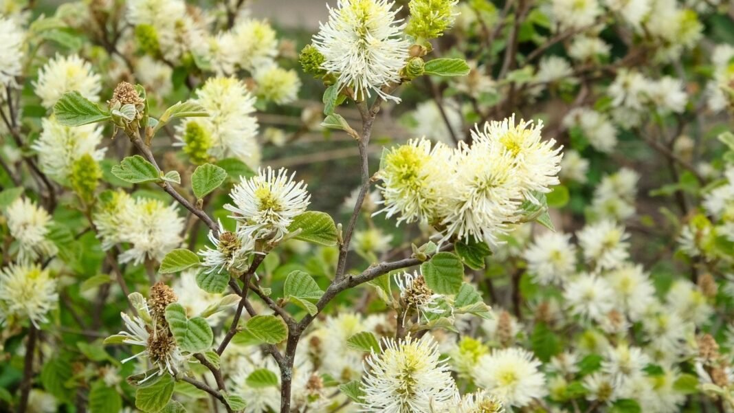 The tall deciduous hedge trees display dense clusters of fragrant, creamy-white flowers along their branches in full bloom.