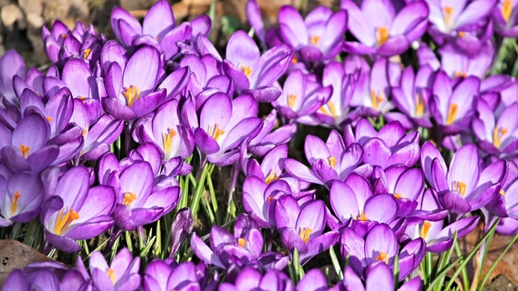 A dense cluster of purple cup-shaped blossoms with yellow-orange centers growing from flower bulbs in November.