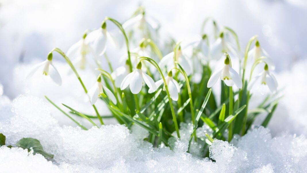Delicate snowdrop flowers bloom through the snow, showcasing bright white blooms in a winter garden.
