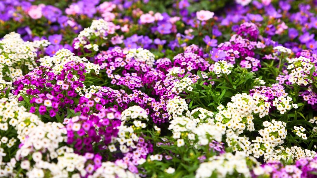 ground-cover-plants-bloom.jpg A dense blanket of ground cover plants bloom with tiny clustered flowers in white, deep magenta, and purple among bright green foliage.