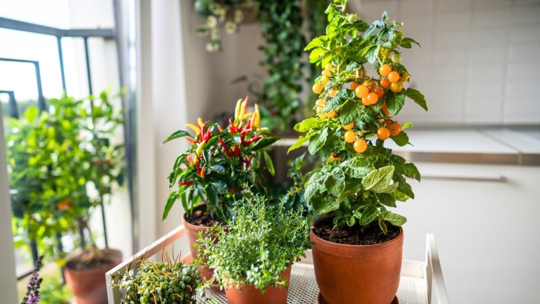 Thyme, chili pepper, and tomato plants with yellow cherry fruits grow from seeds in clay pots, forming a small indoor food forest.