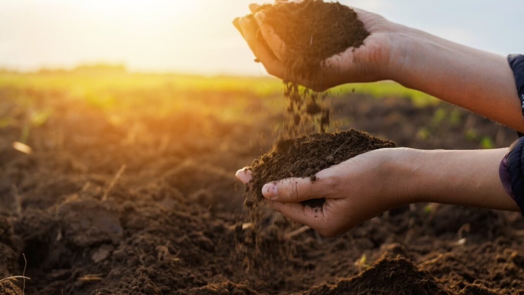 Gardener’s hands gently sifting through dark, crumbly soil in a sunlit November garden.