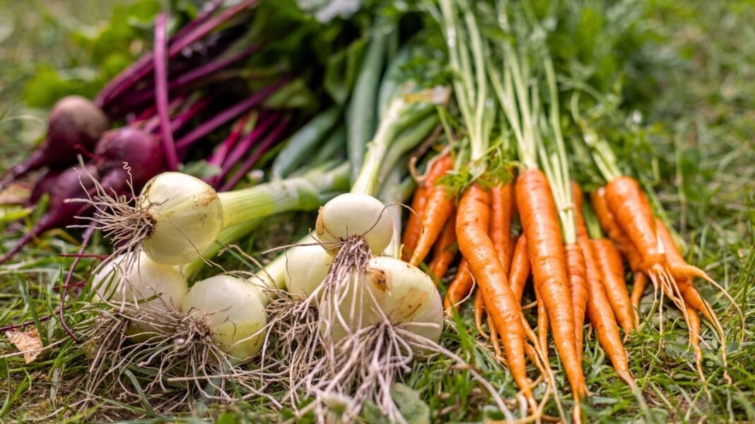 Freshly harvested crops for November planting, featuring white-bulbed onions, slender orange carrots with tapering roots, and long-stemmed reddish-purple beets.