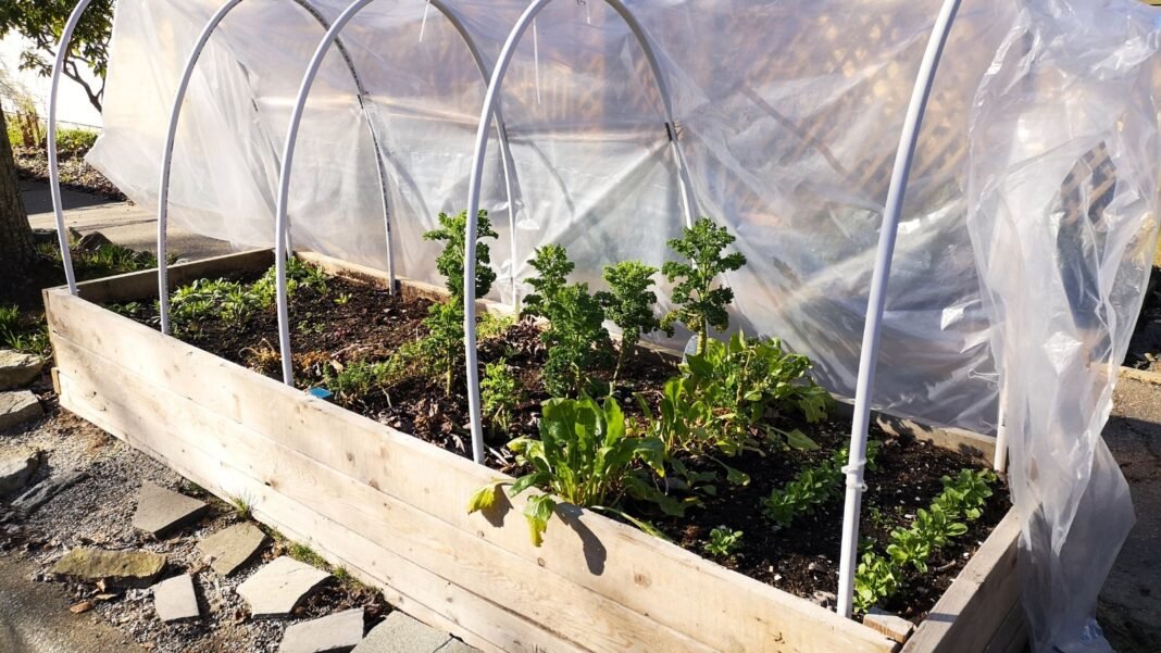 Prepared raised garden bed for winter shows a wooden bed filled with various cold-hardy plants, covered by a protective plastic tunnel.