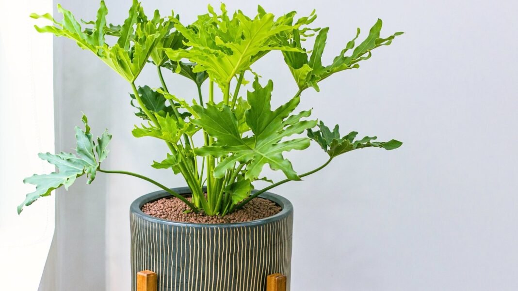 propagate-split-leaf-philodendron-.jpg A split leaf philodendron in a gray decorative pot with large, glossy, deeply lobed leaves and healthy stems, ready to propagate.