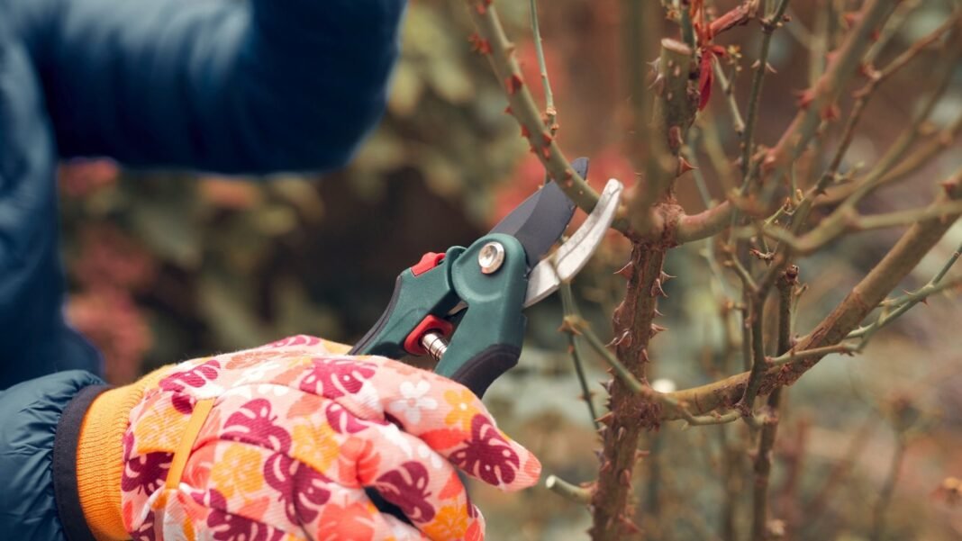 A gardener's hands wearing floral gloves prune a rose bush with vertical thorny stems using pruning shears to prevent winter kill.