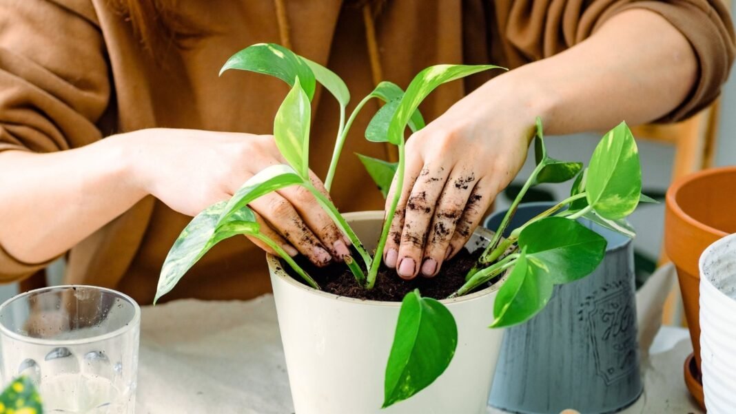Close-up of a woman's hands repotting an epipremnum houseplant into a white pot indoors in November.