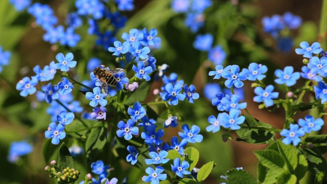 Sky-blue flowers with yellow centers on thin green stems are visited by a bee above soft, lance-shaped leaves, suggesting seeds to sow before snow for spring bloom.