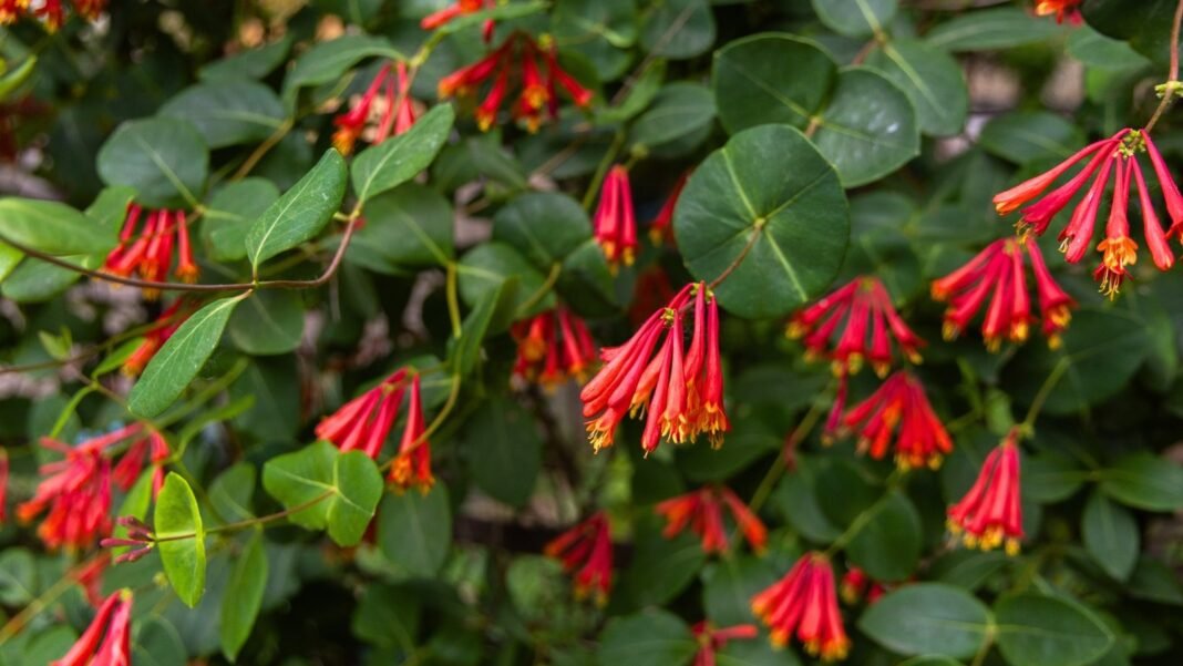 Blooming coral honeysuckle shrub with clusters of tubular red-orange flowers and green leaves, a vibrant shrub you should plant in November.