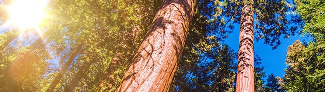 Tree of Life Meditation