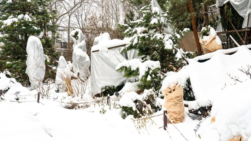 Shrubs and trees wrapped in cloth and burlap for frost protection, standing in a snow-covered winter garden.