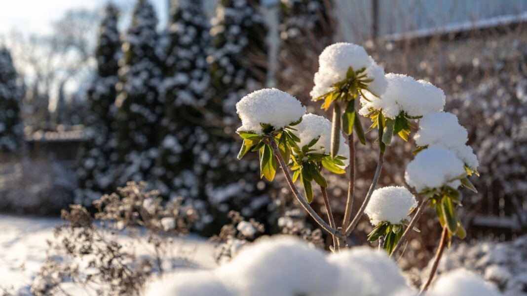 A close-up shot of a developing plant, covered in snow, basking in bright sunlight, showcasing beginner winter gardening