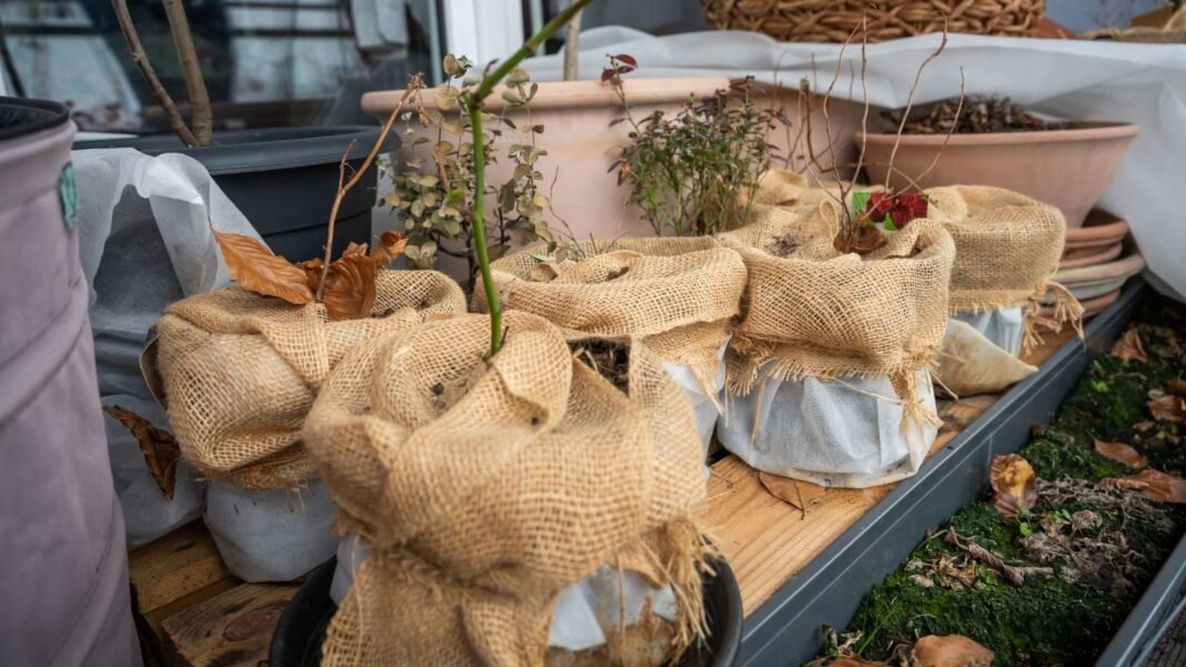 A close-up shot of a small composition of potted plants, showcasing how to protect potted plants cold