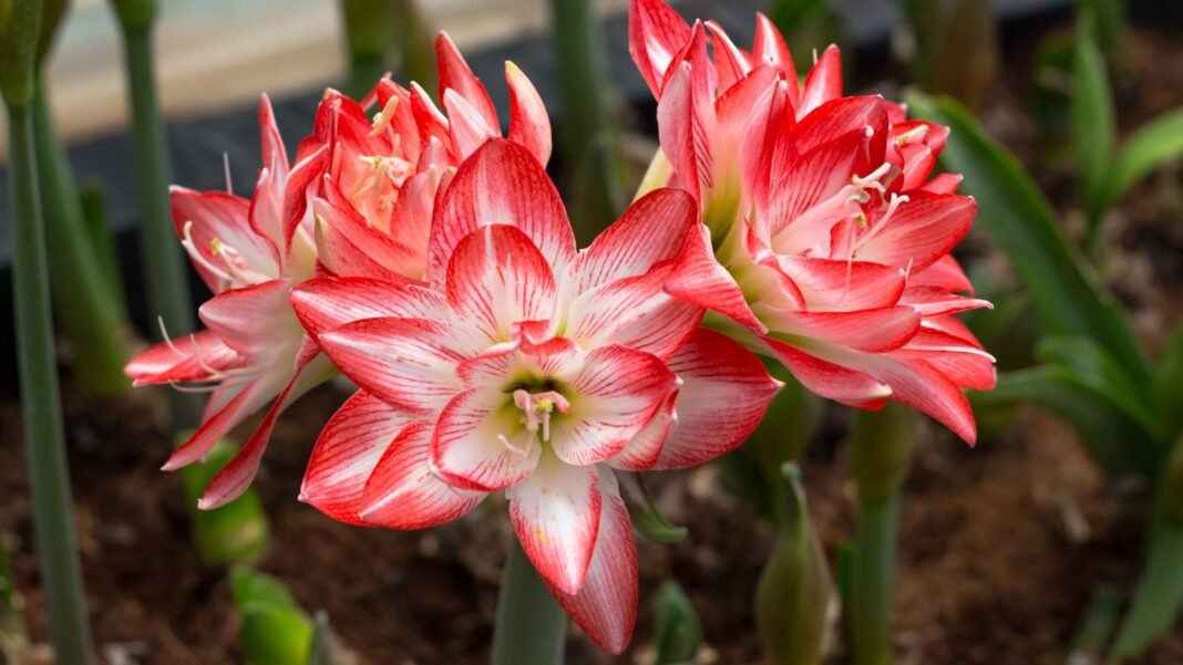 A-close-up-shot-of-a-small-composition-of-vibrant-white-and-red-colored-blooms-showcasing-fragrant-a.jpeg A close-up shot of a small composition of vibrant white and red colored blooms, showcasing fragrant amaryllis varieties