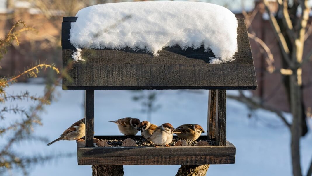 A-close-up-shot-of-a-small-wooden-birdhouse-covered-in-snow-sheltering-several-small-birds-showcasin.jpeg A close-up shot of a small wooden birdhouse covered in snow, sheltering several small birds, showcasing garden winter birds