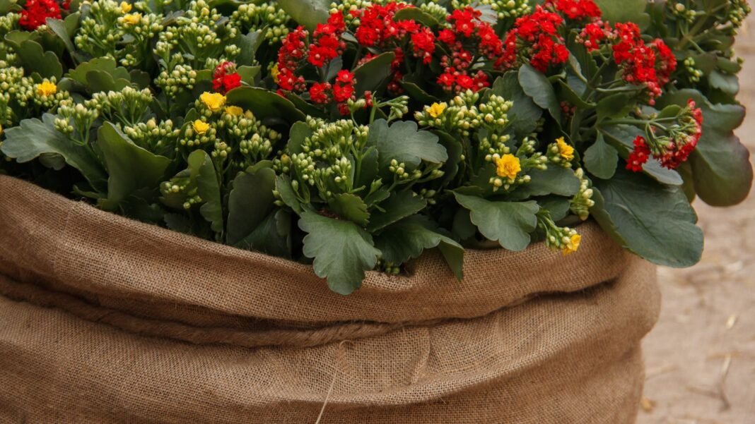A-close-up-shot-of-composition-of-potted-flowers-and-its-foliage-with-the-pot-covered-in-a-sack-show.jpeg A close-up shot of composition of potted flowers and its foliage, with the pot covered in a sack, showcasing wrap plants burlap winter