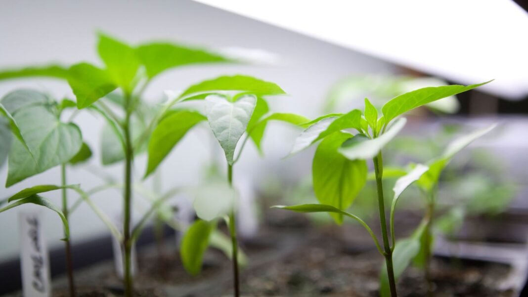 A tray with seeds start grow lights December, appearing to show small green seedlings developing under bright white light emanated by grow lights