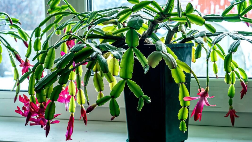 Beginner Christmas cactus growing in a pot appearing to receive abundant sunlight as it is placed near a window painted white with glass