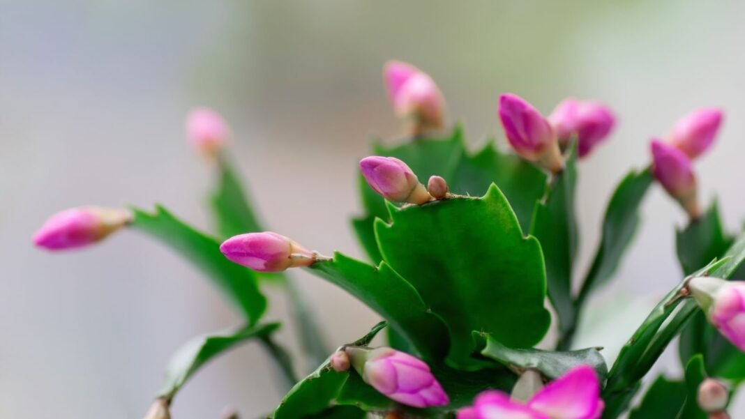 A close up shot of Christmas cactus buds appearing to have vivid green forms with pink buds at the ends pointing upwards