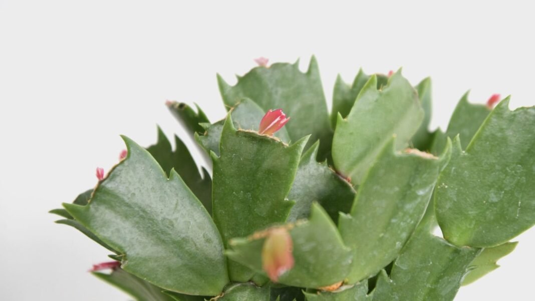 Grow Christmas cactus water appearing to have green forms with yellow parts placed in front of a white background