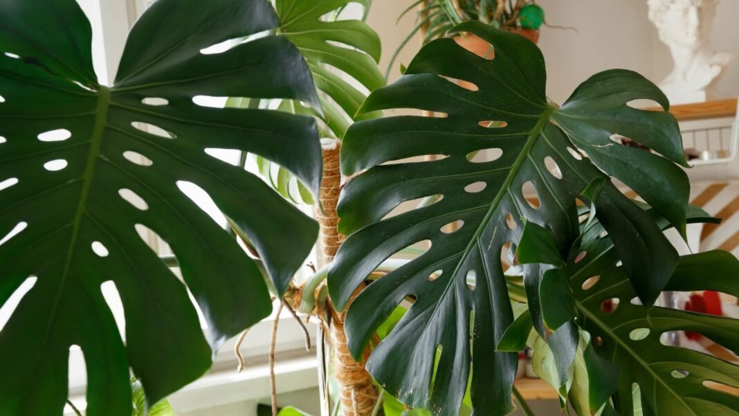 A close up shot of large leaves of the Monstera care mistakes, showing the shiny green surface with a sunny room in the background