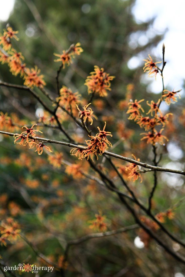 Witch Hazel bush in bloom Jelena