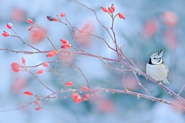 A small winter bird sitting on a branch.