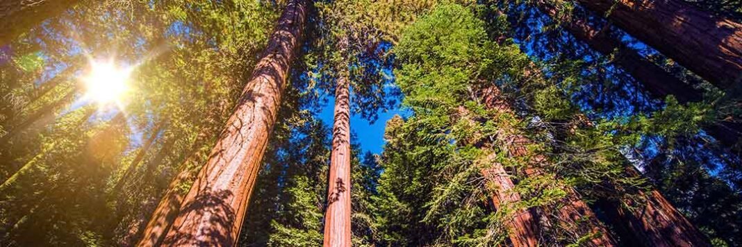 The Healing Power of Trees