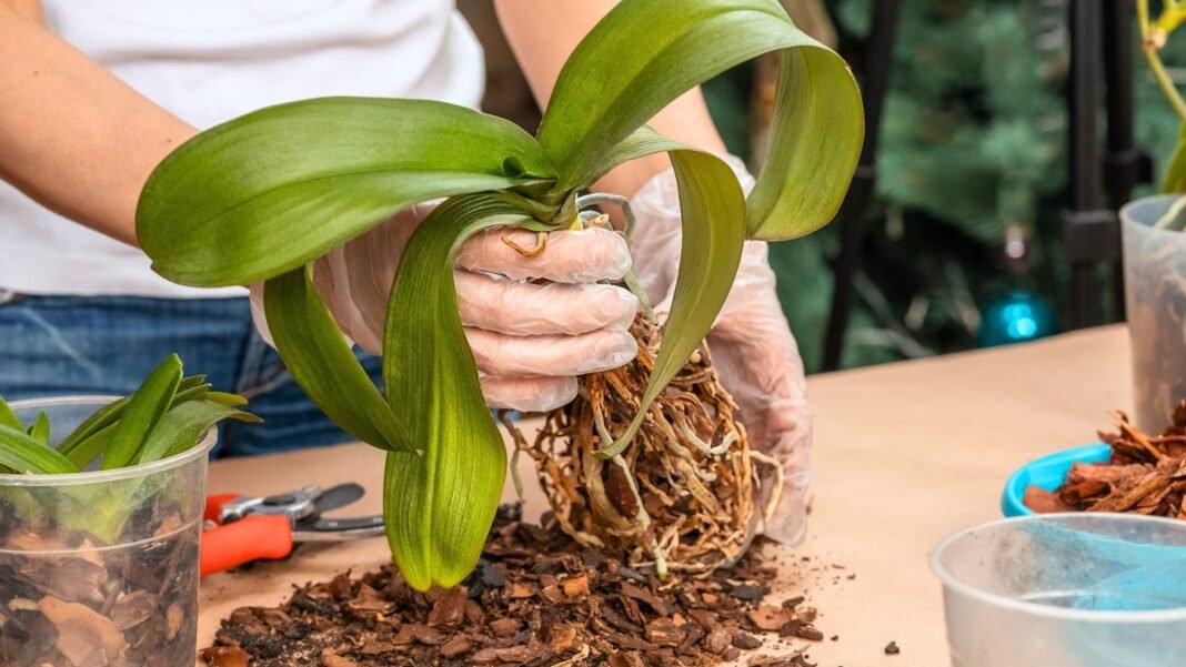 Woman wearing gloves holds an orchid plant with drooping brown roots and slightly wilted green leaves over a table with scattered potting mix, gardening tools, and flower pots, demonstrating the orchid revival challenge.