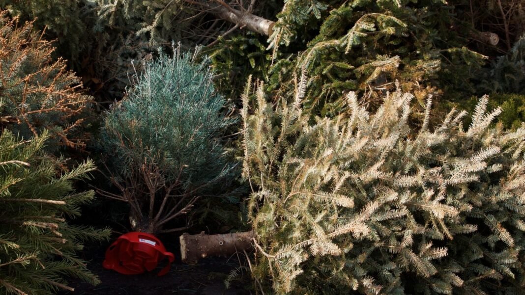 A close-up and overhead shot of a large pile of several discarded ornamental plants, showcasing compost christmas tree