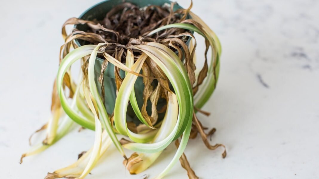 A close-up and overhead shot of a potted and severely damaged indoor plant, showcasing how to save dying spider plant