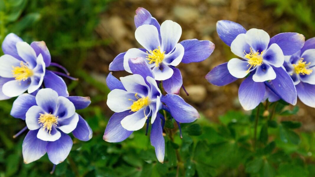 A close-up and overhead shot of a small composition of blooming purple-blue colored flowers, showcasing the best perennials winter sow