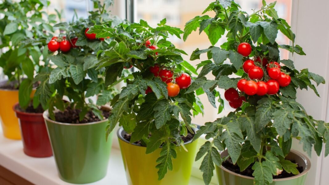 A-close-up-shot-of-a-compositon-of-a-row-of-developing-cherry-tomato-crops-placed-on-pots-showcasing.jpeg A close-up shot of a compositon of a row of developing cherry tomato crops, placed on pots, showcasing which vegetables to start windowsill january