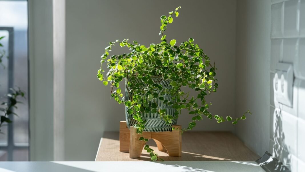 A close-up shot of a developing, potted indoor plant, placed on a countertop, showcasing how to provide bright indirect light houseplants