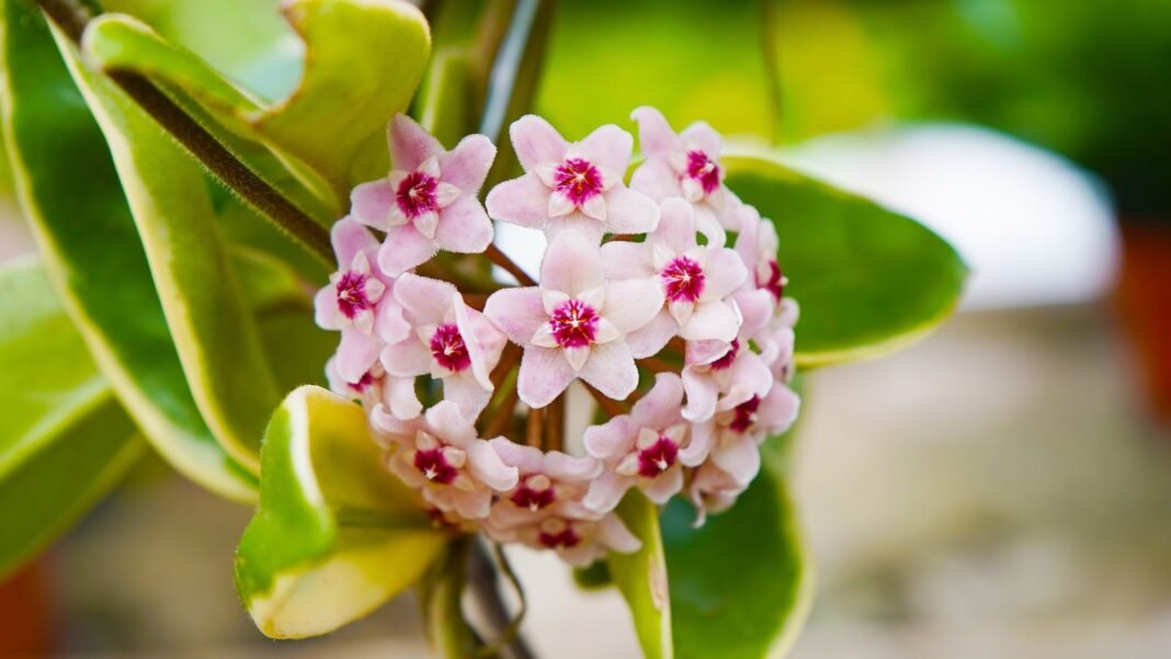 A close-up shot of a globular cluster of small pink-red colored flowers alongside waxy leaves, showcasing easy way hoya bloom