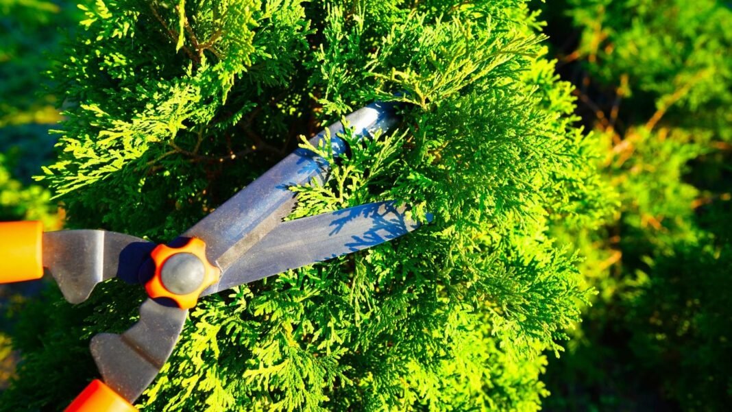 A close-up shot of a large pruner, in the process of trimming branches and leaves of a tree, showcasing january pruning guide plants