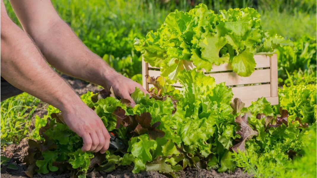 A-close-up-shot-of-a-person-in-the-process-of-harvesting-several-leafy-green-crops-showcasing-how-to.jpeg A close-up shot of a person in the process of harvesting several leafy green crops, showcasing how to grow salad garden january