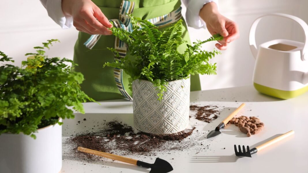 A close-up shot of a person in the process of tending to a potted houseplant, placed on a table alongside several garden tools, showcasing boston fern winter care
