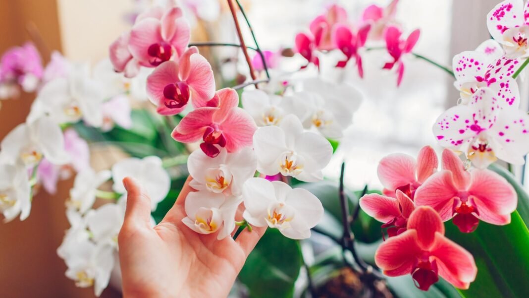 A close-up shot of a person's hand in the process of inspecting and tending to vibrant flowers, showcasing monthly orchid care