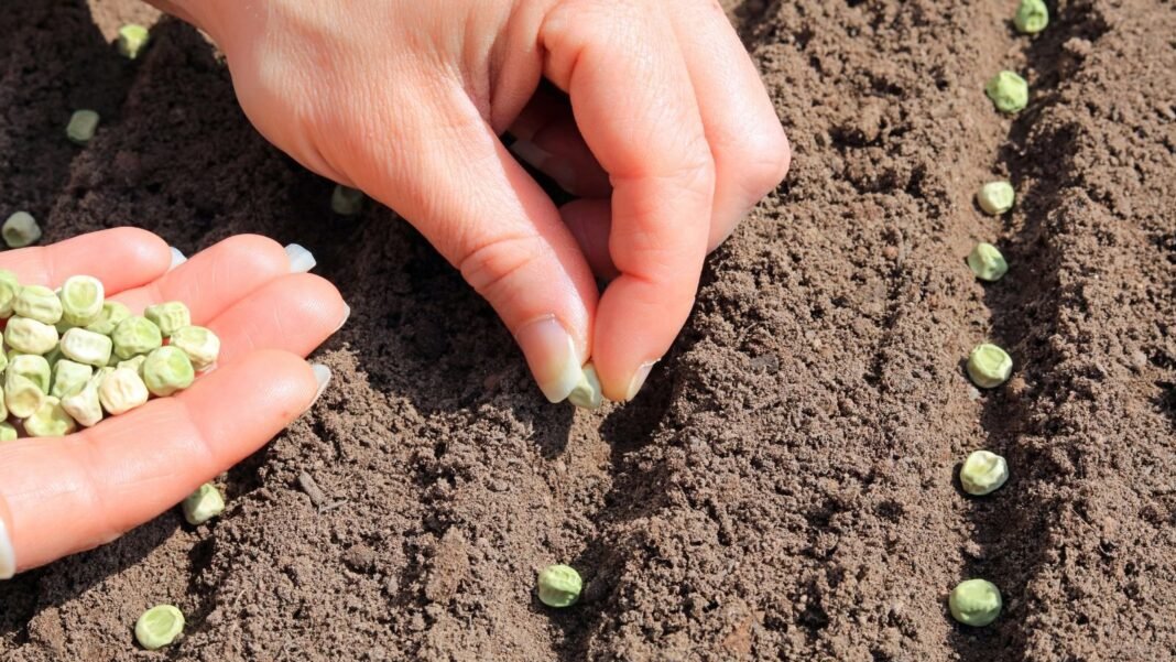 A close-up shot of a person's hand in the process of placing greenish, round crop seeds in soil, showcasing when direct sow peas