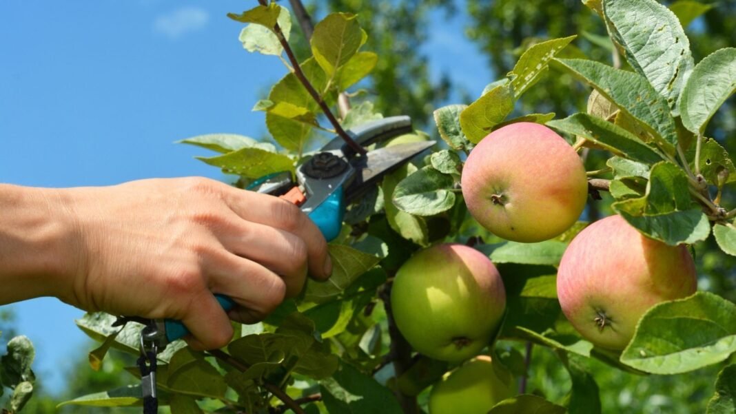 A close-up shot of a person's hand in the process of using hand pruners to trim branches of a fruit-bearing plant, showcasing fruit trees vines prune january