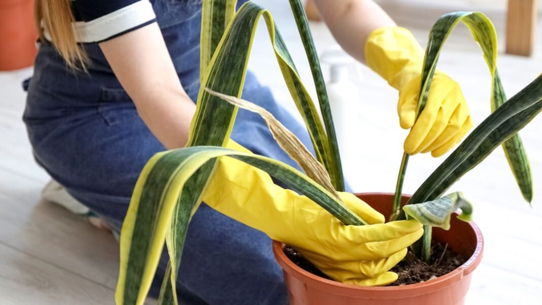 A close-up shot of a person's hands wearing yellow gloves and is in the process of tending to a wilting houseplant, showcasing overwatered snake plant
