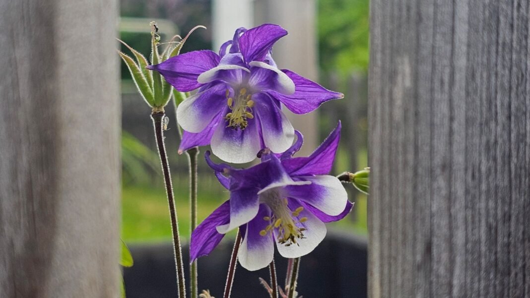 A close-up shot of a small composition of bluish-purple colored flowers on top of slender stems, alongside wooden fences, showcasing native plant seeds winter