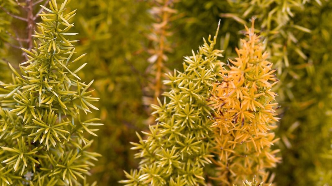 A close-up shot of a small composition of small needle-like leaves of a plant, showcasing foxtail fern turning yellow