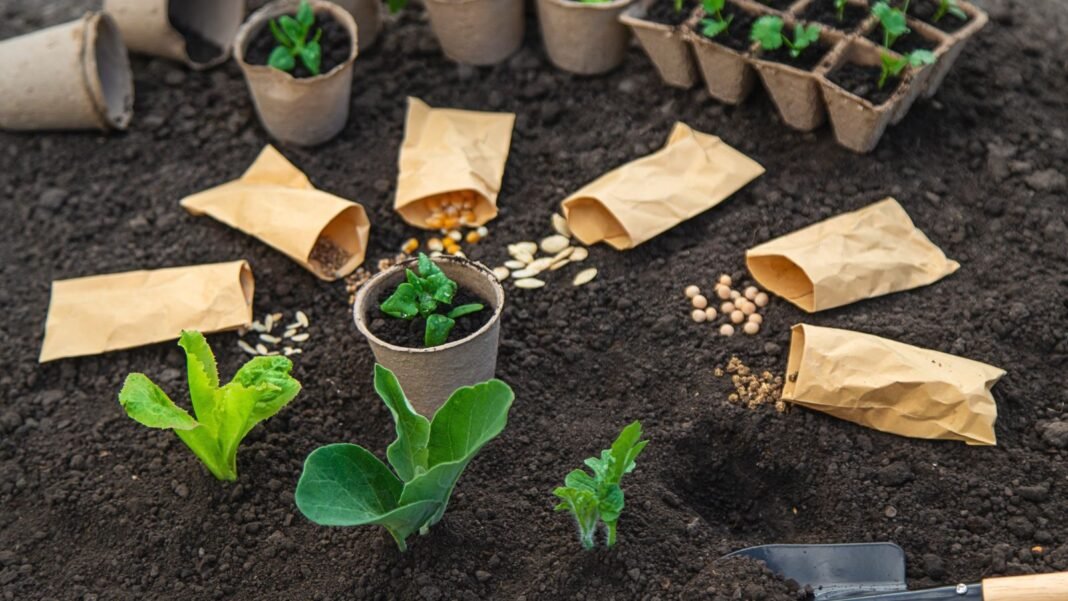 A close-up shot of several opened seed packets, placed around developing plants, showcasing winter sowing failures