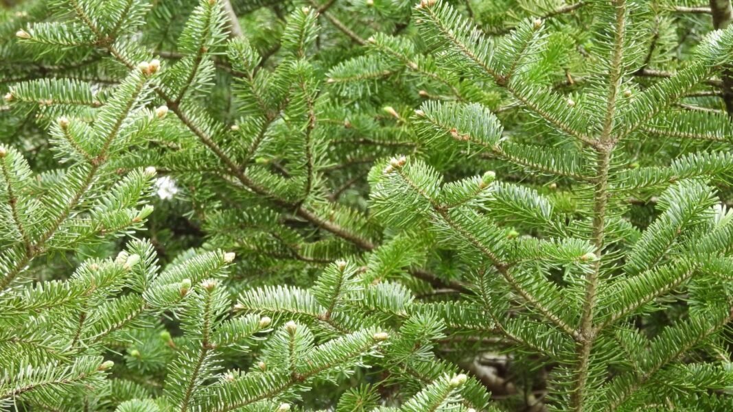 A closeup of assorted fir trees landscape options appearing to have lush branches with vibrant green needles